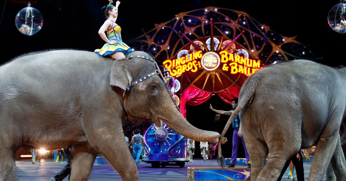 Magical Performances of the Circus Animals